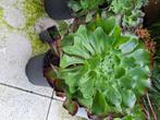 Aeonium pomme granate, Overige soorten, Volle zon, Vaste plant, Ophalen of Verzenden