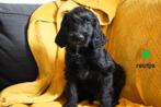 Sportieve springer spaniel x labradoodle pups., Nederland, Parvo, Overige rassen, 8 tot 15 weken