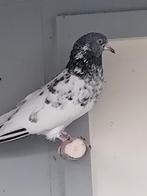 koppel pakistaanse hoogvliegers, Dieren en Toebehoren, Vogels | Duiven, Meerdere dieren, Overige soorten