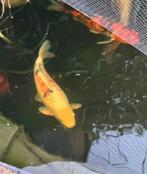 Koi Taisho sanke 60 cm, Karper of Koi