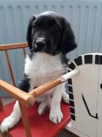 Friese Stabij pup reutje!, Dieren en Toebehoren, Overige rassen, CDV (hondenziekte), 8 tot 15 weken, Meerdere