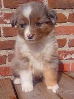Schitterende Australian Shepherd pups!! ( Aussie), Dieren en Toebehoren, Nederland, 8 tot 15 weken, CDV (hondenziekte), Meerdere