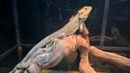 Baardagaam, Dieren en Toebehoren, Reptielen en Amfibieën, Hagedis, Tam, 0 tot 2 jaar