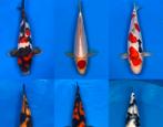 Koi karpers gezocht, Dieren en Toebehoren, Vissen | Vijvervissen, Karper of Koi