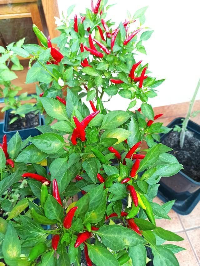 Piri Piri / Rode Rawit peperzaden, Tuin en Terras, Bloembollen en Zaden, Zaad, Voorjaar, Volle zon, Verzenden