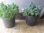 Sedum plant, Tuin en Terras, Planten | Tuinplanten, Ophalen, Zomer, Bodembedekkers, Volle zon