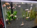 Jonge koi karpertjes, kleine koi karpertjes, Dieren en Toebehoren, Vissen | Aquariumvissen, Vis