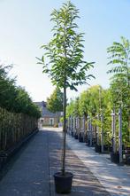 tamme kastanje castanea sativa eetbare vruchten, Tuin en Terras, Ophalen