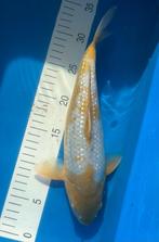 Ginrin Ochiba, Dieren en Toebehoren, Vissen | Vijvervissen, Karper of Koi
