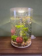 Biorb aquarium 30 liter tube, Dieren en Toebehoren, Vissen | Aquaria en Toebehoren, Ophalen, Zo goed als nieuw, Gevuld zoetwateraquarium