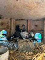 Jonge sierduiven (piepers), Dieren en Toebehoren, Meerdere dieren