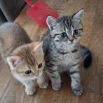 Twee lieve Britse korthaar poesjes beschikbaar., Poes, Gechipt, 0 tot 2 jaar