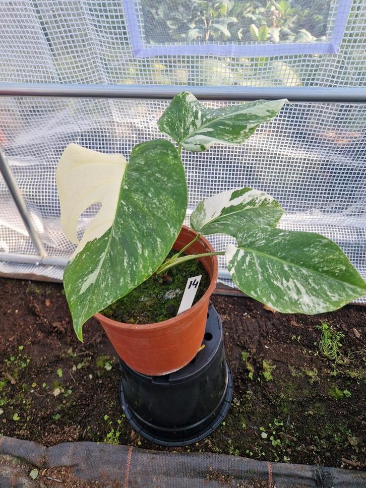 Monstera Albo Variegata #14 - Zeldzame Kamerplant, Huis en Inrichting, Kamerplanten, Ophalen of Verzenden