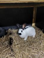 lotharing konijnen groot soort, Dieren en Toebehoren, Konijnen, Vrouwelijk, Groot, 0 tot 2 jaar