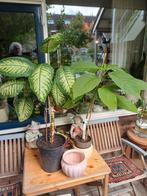 Twee kamer planten 100 cm 80 CM €15 euro, Ophalen of Verzenden, Halfschaduw, Overige soorten, 100 tot 250 cm