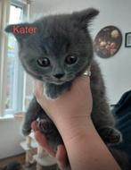 Britse korthaar kittens, Meerdere dieren, Gechipt, 0 tot 2 jaar