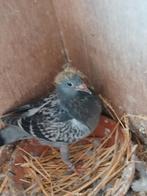 Jonge postduif, Mannelijk, Tropenvogel