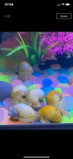 Jonge appelslakken (12), Dieren en Toebehoren, Vissen | Aquariumvissen, Slak of Weekdier, Zoetwatervis