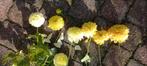 Lichtgele en gele dahlia's. Knollen, Ophalen, Voorjaar, Volle zon, Knol