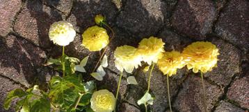 Lichtgele en gele dahlia's. Knollen beschikbaar voor biedingen