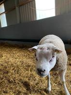 Texelse dekrammen te koop, Dieren en Toebehoren, Schapen, Geiten en Varkens, Mannelijk, Schaap