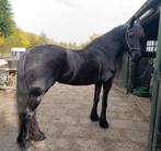 Prachtige 6-jarige Friese merrie Epke x Felle, Dieren en Toebehoren, Dressuurpaard, Zadelmak, 3 tot 6 jaar, 165 tot 170 cm