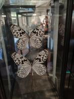 Vlinders in glazen stolp, Huis en Inrichting, Gebruikt, Onbekend, Ophalen of Verzenden, Onbekend