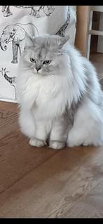 Kruising ragdoll, Dieren en Toebehoren, Katten en Kittens | Raskatten | Langhaar, Kater