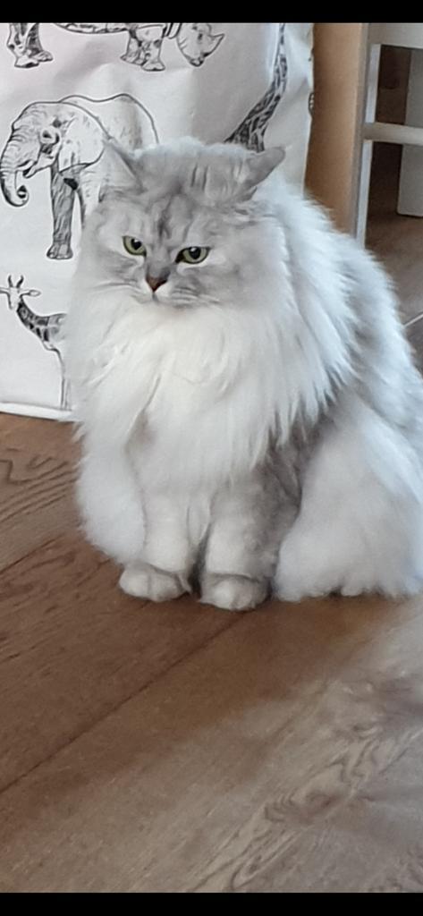 Kruising ragdoll, Dieren en Toebehoren, Katten en Kittens | Raskatten | Langhaar, Kater