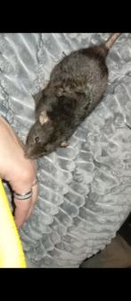 Jonge mannen ratjes (Dumbo/rex), Rat, Mannelijk, Tam, Oktober