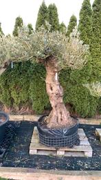 Olijfboom Macro Bonsai Hojiblanco, Tuin en Terras, Planten | Bomen, 100 tot 250 cm, Olijfboom, Zomer, Ophalen