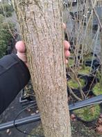 Prachtige boom voor uw tuin! Catalpa speciosa 25-30cm €346, Bloeit niet, Ophalen of Verzenden, 400 cm of meer, Volle zon