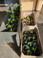 Biologisch gekweekte komkommerplantjes, Ophalen, Zomer, Overige soorten, Volle zon