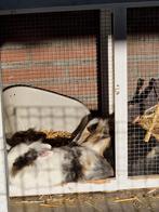 Gezocht - Een warm thuis voor twee konijnen (voedsters), Dieren en Toebehoren, Vrouwelijk, Dwerg, 3 tot 5 jaar