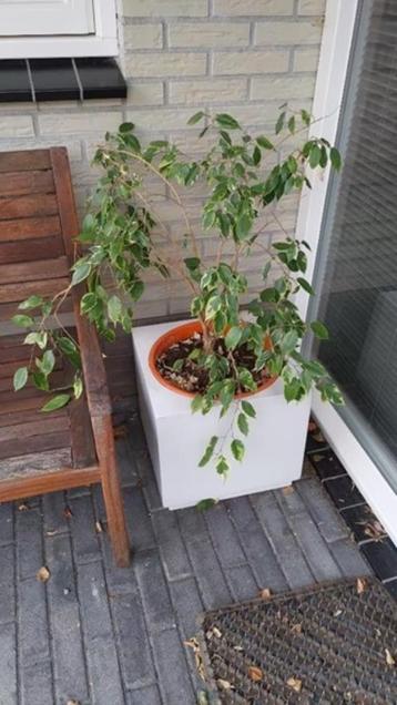 Plantenbak binnen/buiten incl. plant beschikbaar voor biedingen