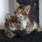 Maine coon kittens met Felikat stamboom, nog 3 beschikbaar, Meerdere dieren
