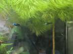 Blue Panda Guppen, Dieren en Toebehoren, Vissen | Aquariumvissen, Vis