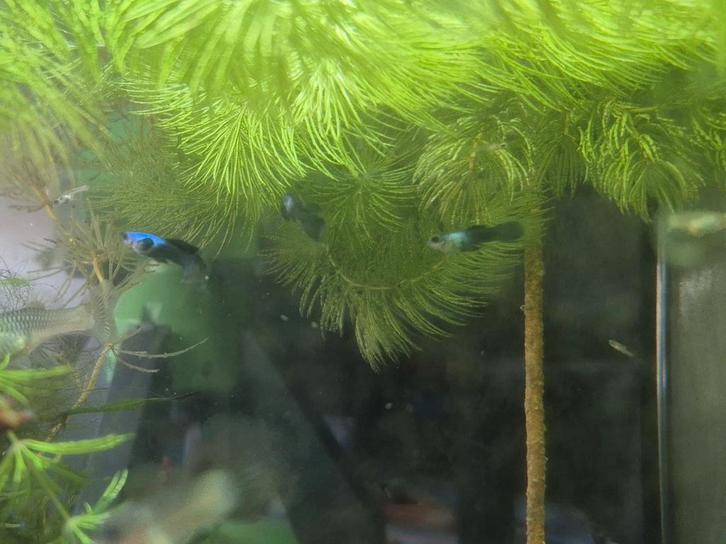 Blue Panda Guppen, Dieren en Toebehoren, Vissen | Aquariumvissen, Vis