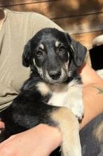 Maak kennis met Poppy, Dieren en Toebehoren, Honden | Niet-rashonden, Particulier, Rabiës (hondsdolheid), 15 weken tot 1 jaar