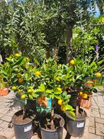 Limoen, Callamondin (sinaasappel/ mandarijn), Kumquat, Tuin en Terras, Planten | Bomen, Ophalen of Verzenden, Zomer, Volle zon