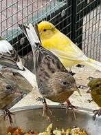 Kanaries Timbrado en Raza Espagnola, Meerdere dieren