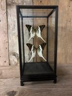 Mooie vitrine met opgezette vlinders!, Ophalen, Nieuw, Insect, Opgezet dier