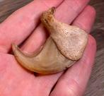 Leeuwenklauw Masai Krijgers Kenia '90, Ophalen of Verzenden, Overige typen