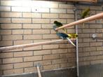 Prachtige Kakariki diverse kleuren 2025, Dieren en Toebehoren, Vogels | Parkieten en Papegaaien, Meerdere dieren, Parkiet, Geringd