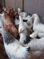 De beste Legkippen: Elke dag eieren.............., Vrouwelijk, Kip