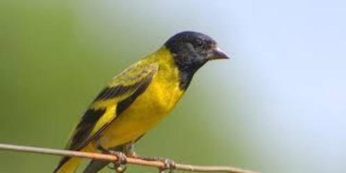Prachtige geweldig zingende mannen zwartkopsijzen / magellaa, Dieren en Toebehoren, Vogels | Overige Vogels, Tropenvogel, Meerdere dieren