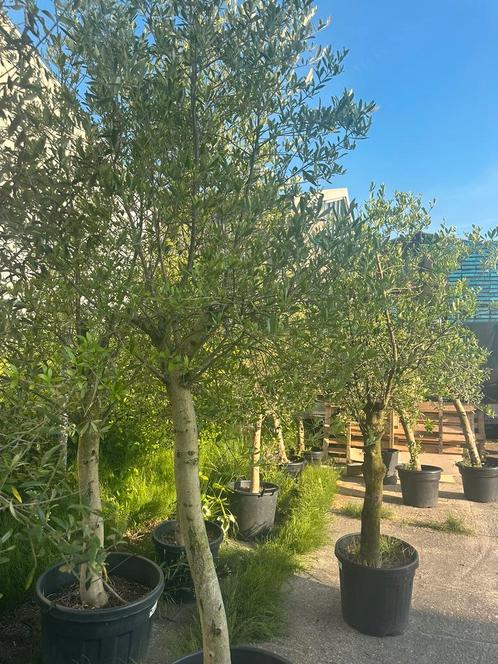Olijfbomen, Tuin en Terras, Planten | Bomen, Olijfboom, 100 tot 250 cm, Volle zon, In pot, Ophalen