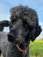 BLINDENGELEIDEHOND PENSIOEN, Dieren en Toebehoren, 6 jaar of ouder, Nederland, CDV (hondenziekte), Eén hond