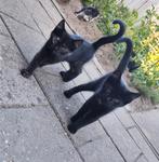 Lieve kittens te koop – 3 maanden oud!, Dieren en Toebehoren, Katten en Kittens | Overige Katten, Meerdere dieren, 0 tot 2 jaar