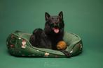 schipperke herplaatsen, 6 jaar of ouder, Rabiës (hondsdolheid), Overige rassen, Teef